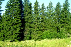 После лесоустройства объём древесины для вырубки увеличится почти на полмилиона кубометров